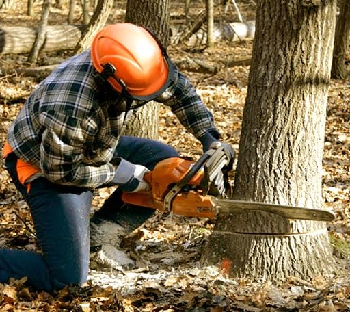 Tree Removal in Rock, MI